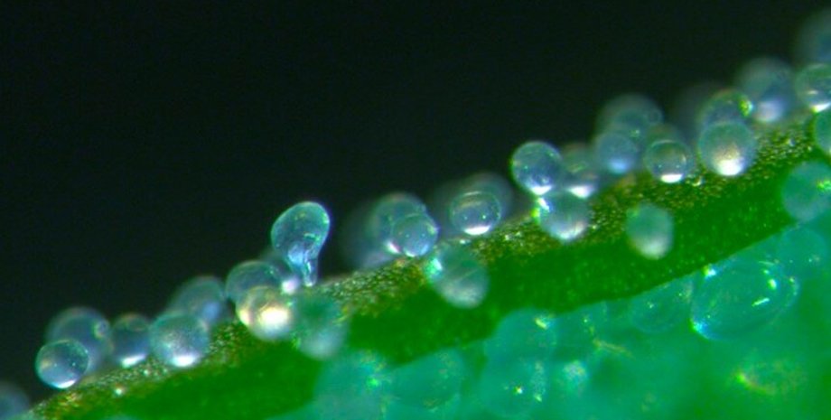 растения, пузырьки на растениях