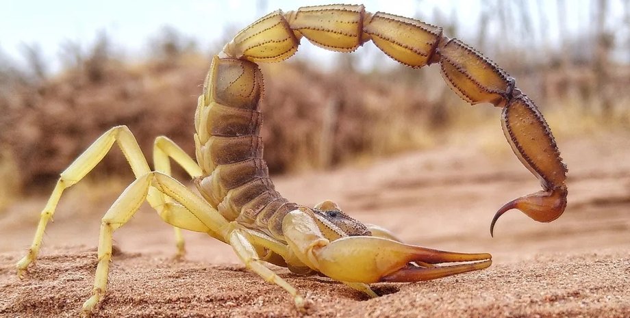 Смертоносне жало і клешні скорпіонів містять метал