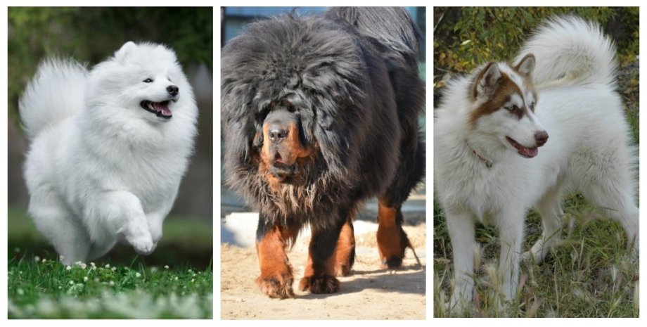 собака, ціна, порода, тибетський мастиф, канадська ескімоської собака, самоед