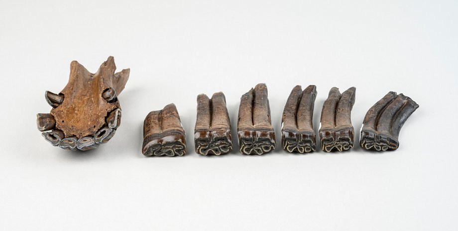 скам'янілості, скам'янілості коней