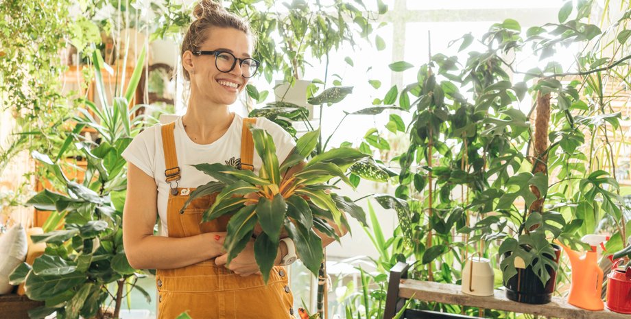 Кімнатні рослини, очищення повітря