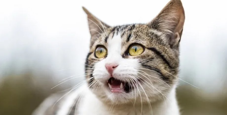 кіт, кішки, флемен-реакція, смердюча морда