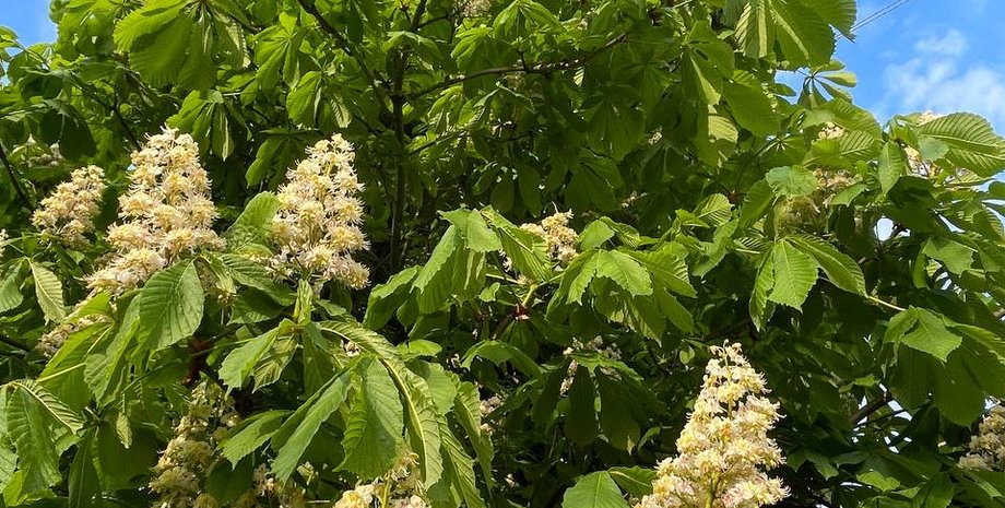 прогноз погоди, погода на вихідні, наталка діденко, погода в києві, погода 10 і 11 травня, дощі в Україні