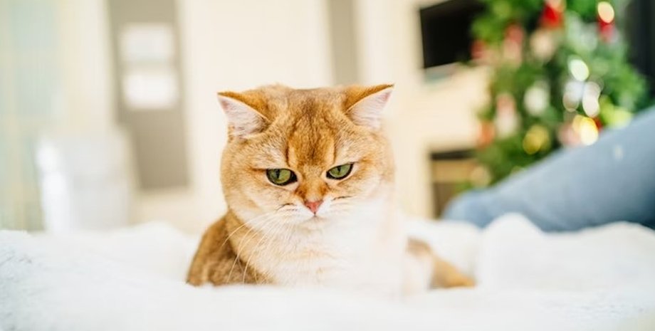 кіт, дослідження, епідемія, хвороба, вірус