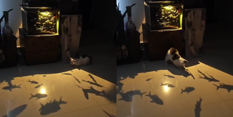 Бой с тенью: котик вызвал смех в сети своими навыками охотника