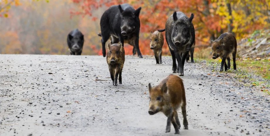гибридные свиньи, свиньи гибриды