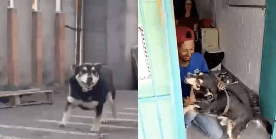 Мужчина потерял любимого пса, но годы спустя произошло неожиданное благодаря Instagram