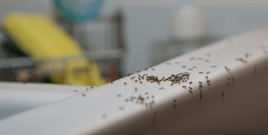 Муравьи в доме, насекомые, муравьи, средство от муравьев, насекомые в доме, муравейник, совет, быт, уход за домой,