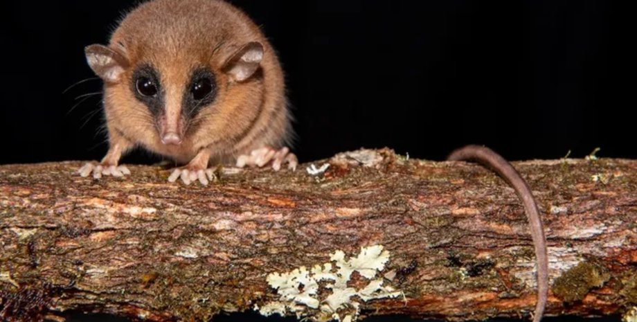 мышиный опоссум, новый вид, открыли новый вид