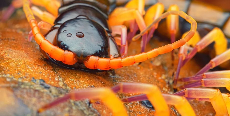 багатоніжки, багатоніжки отрута