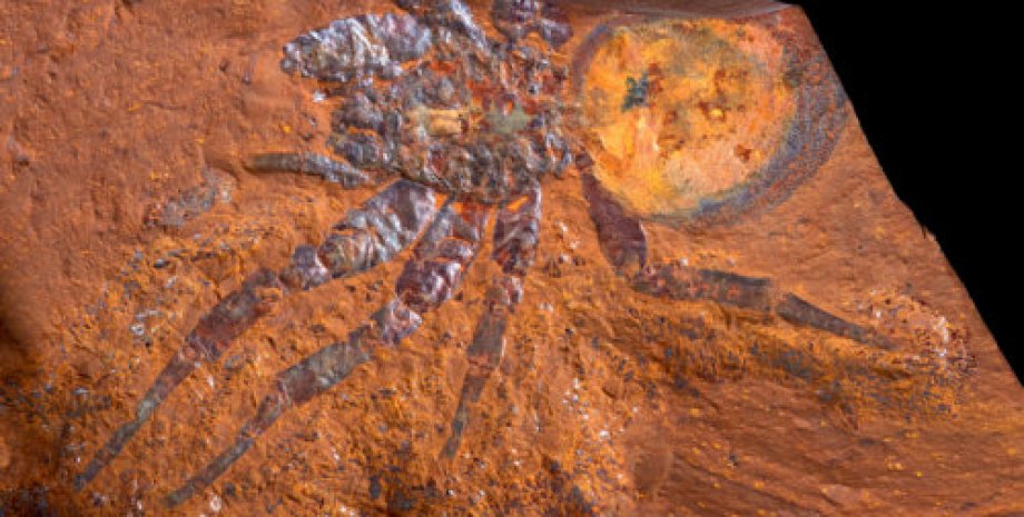 Скам'янілість, стародавній павук