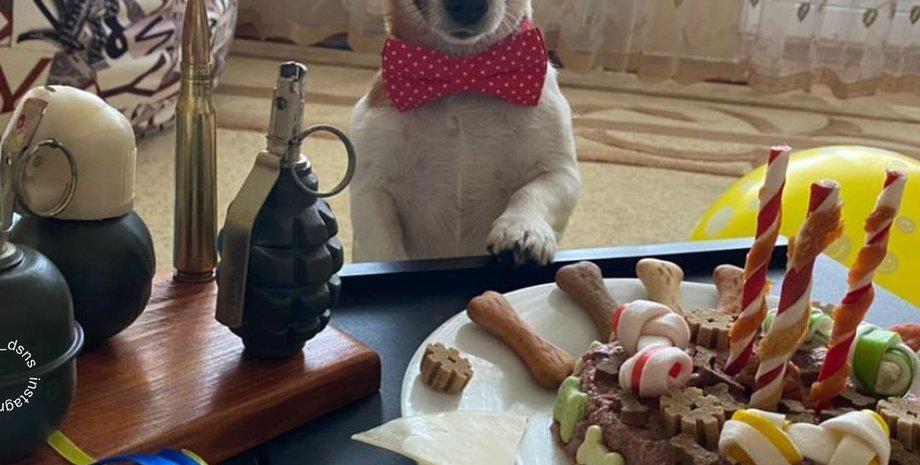 Патрон, сапер, пес