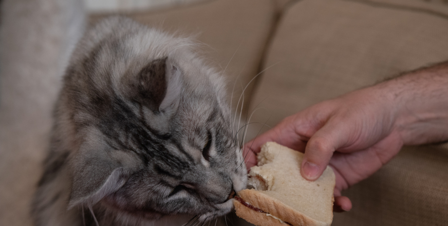 кішка, хліб, домашні тварини