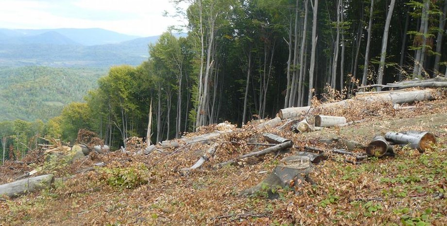 На Закарпатье вырубают буковые леса / Фото: DW/N.Zotova