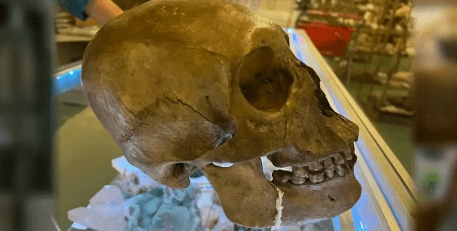 Человеческий череп, нашли череп в магазине, антикварный магазин, выставка на Хэллоуин, череп американца, 75 лет черепу, жуткая находка