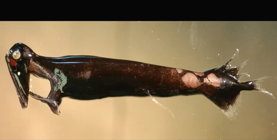 рыбы драконы, самцы рыб драконов