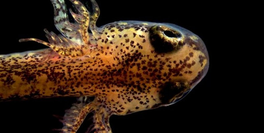 Безлегочная саламандра