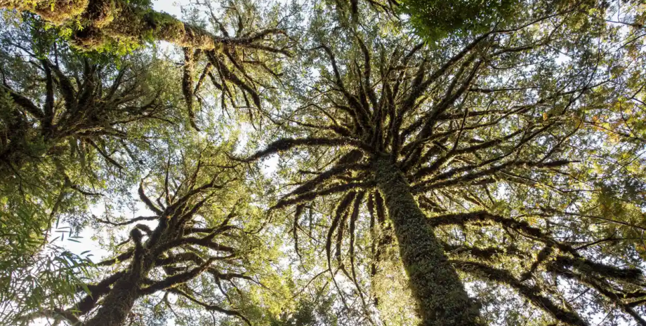 Кипарис, Чили, самое старое дерево