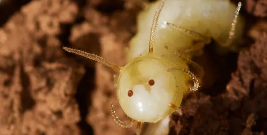 личинка, личинка мухи, двуликая личинка