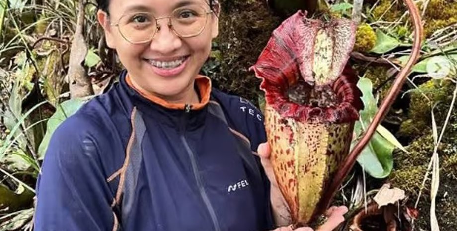 рослина, м'ясоїдна рослина, м'ясоїдна рослина новий вид