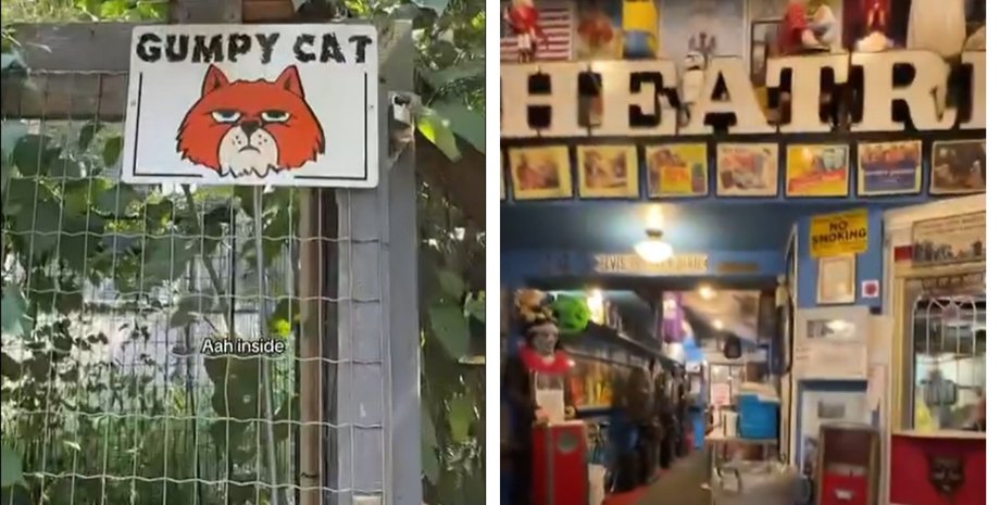 Кінорай для котиків: блогерка показала незвичний кінотеатр, де живуть 60 пухнастих (відео)