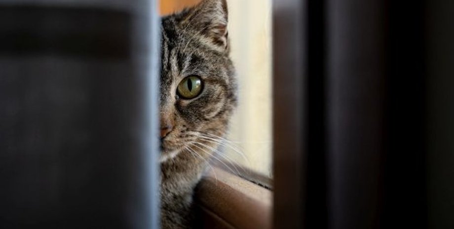 тлумачення снів про кішок, До чого сняться кішки, тлумачення сновидінь, сонник, приснилася кішка що значить