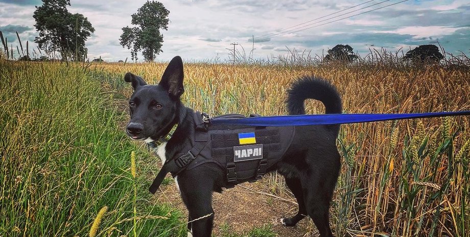 Пес Чарлі, фото