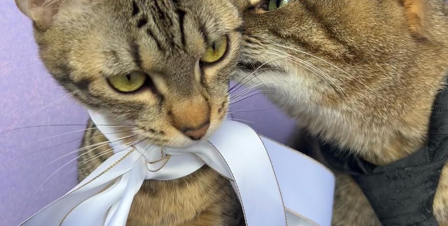 кот степан, стефания, брак, свидетельство о браке