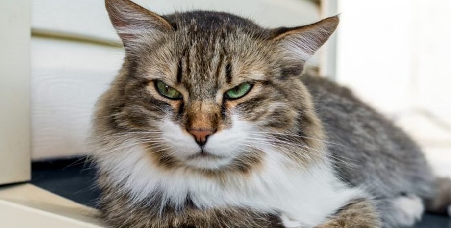 новости львова, патрульные, кот, балкон, женщина, соседи