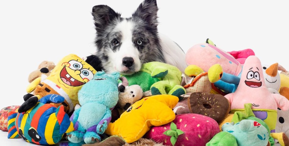 собаки, животные, талант