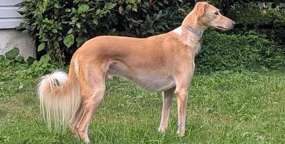 Собака породи салюкі на прізвисько Фаріс стоїть на траві, ДНК-тест показав, що вона частково вовк