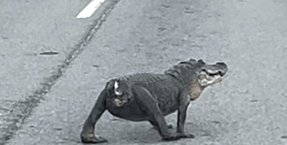 Женщина заметила аллигатора без хвоста, который переходил дорогу и был похож на собаку