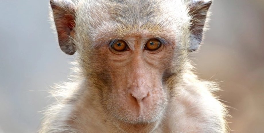 макака, мавпа