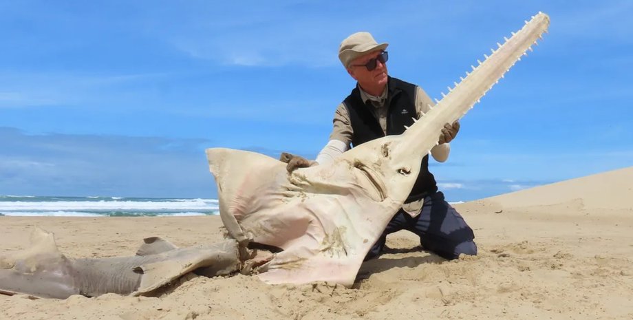 Большезубая рыба-пила, рыба-пила, вымирающий вид, рыба, скат