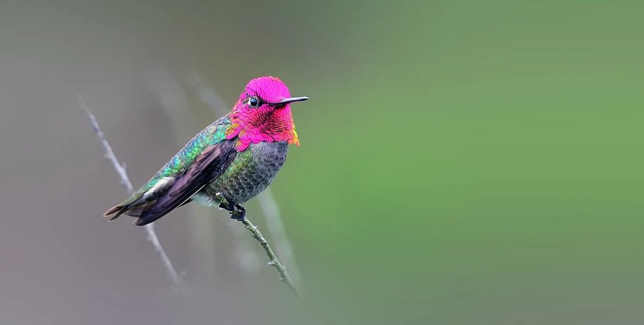 колибри птица