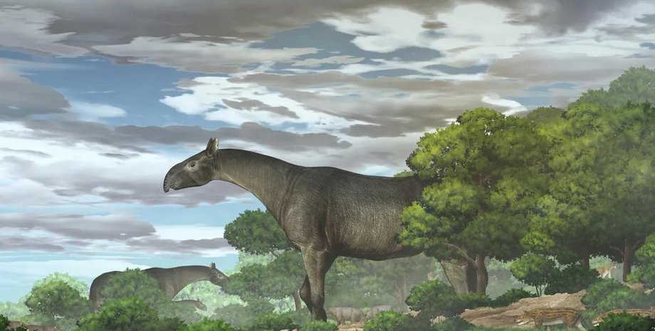 индрикотерий, парацетарий