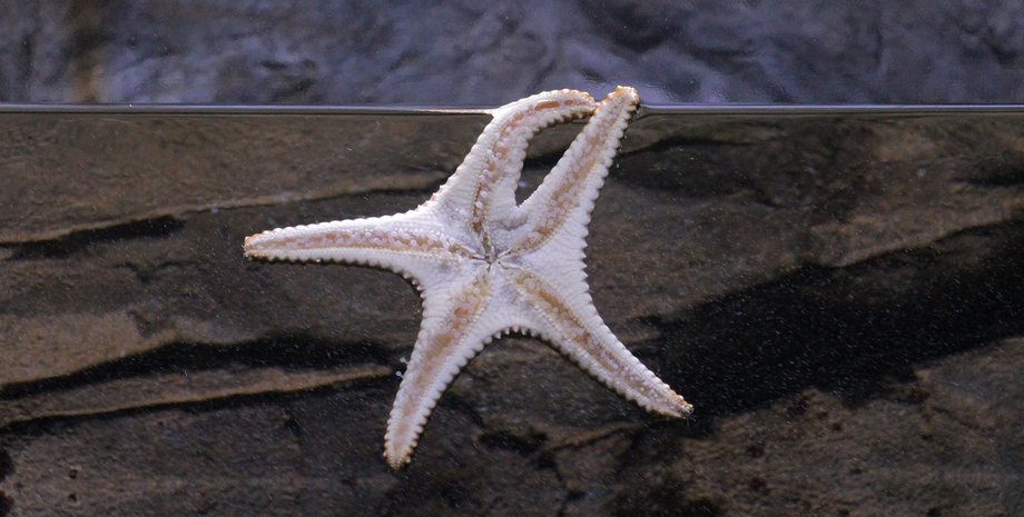 ученые создали морского робота за считанные часы