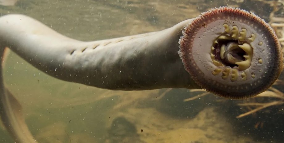 минога, тихоокеанская минога