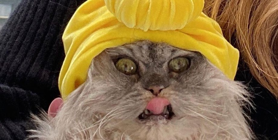 кіт, котик, кішка