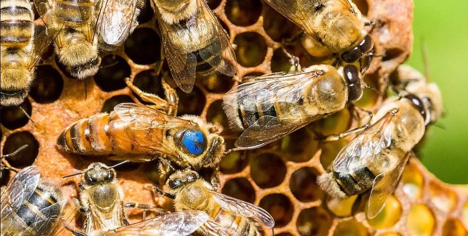 пчелы, улей