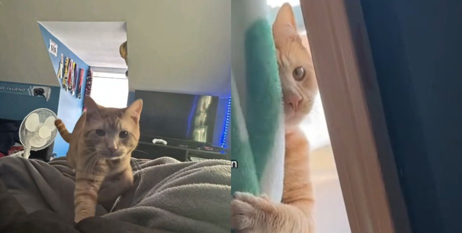 Рыжий кот удивил хозяина своим странным поведением