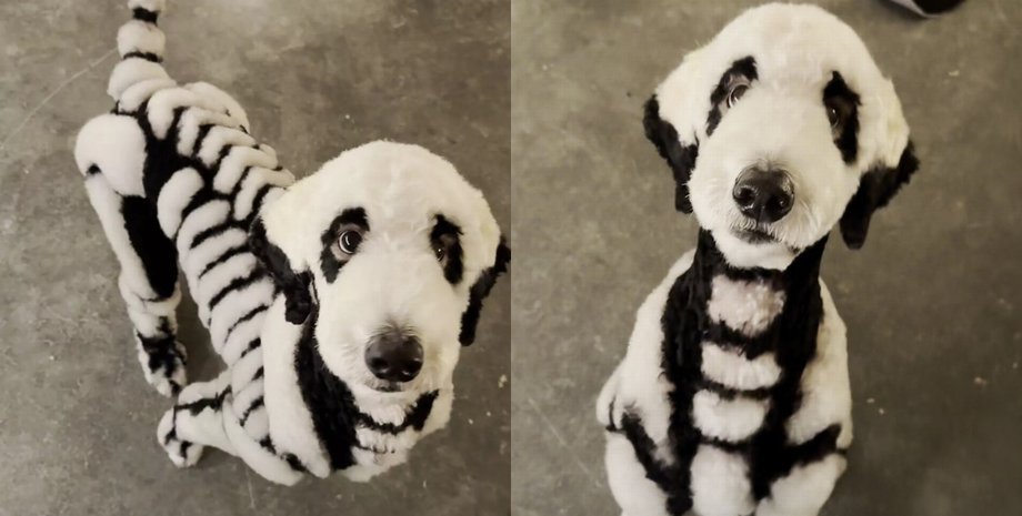 Мужчина постриг собаку груминг, стрижка для собаки, превращал собак в лис, макияж для собаки, Хэллоуин, скелет, уход за собаками