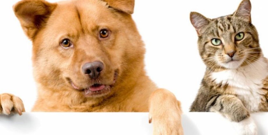 Фото: rubryka.com