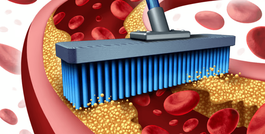 кровь, эритроциты, холестерин, щетка