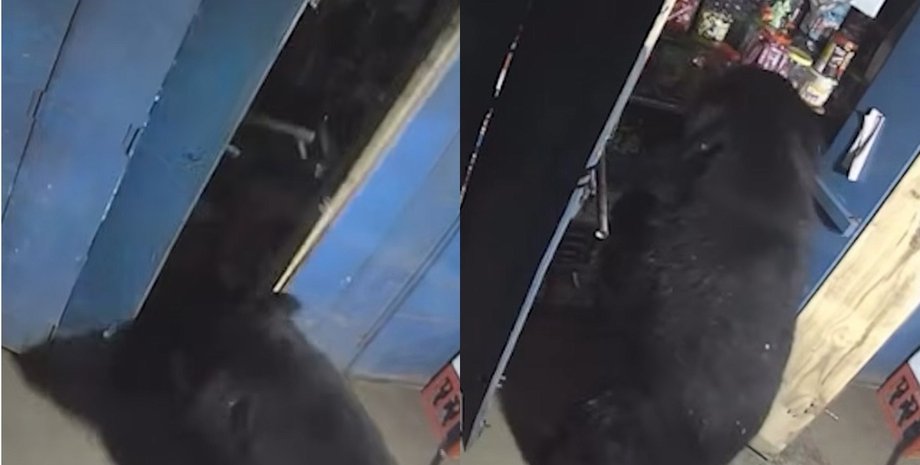 Власник закладу був шокований: ведмідь вночі влаштував "ревізію" в магазині (відео)