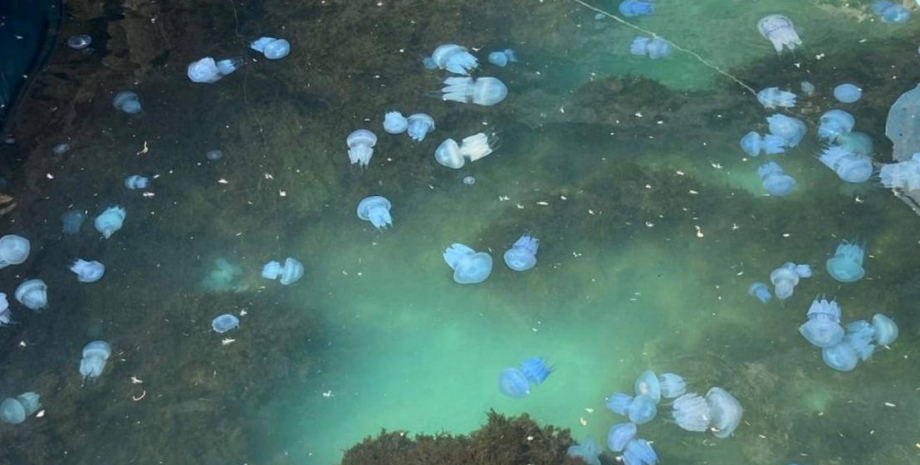 медузы, медуза корнерот, медуза Крым