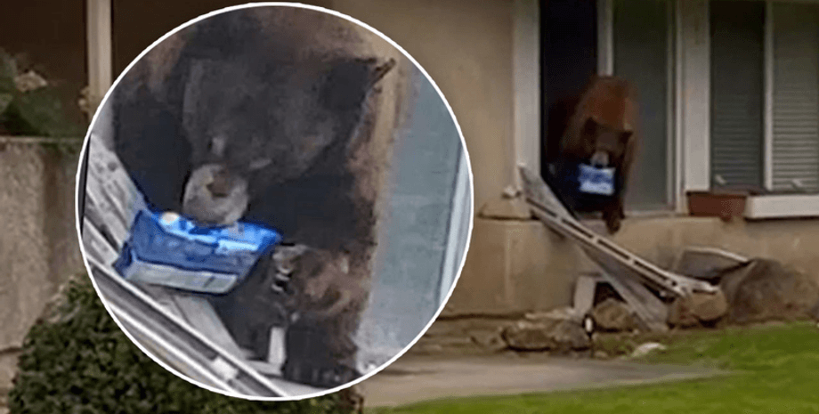 Медведь украл пачку печенья, медведь ворует лакомства, животное любит сладости, медведь залез в дом, медведь грабит дома