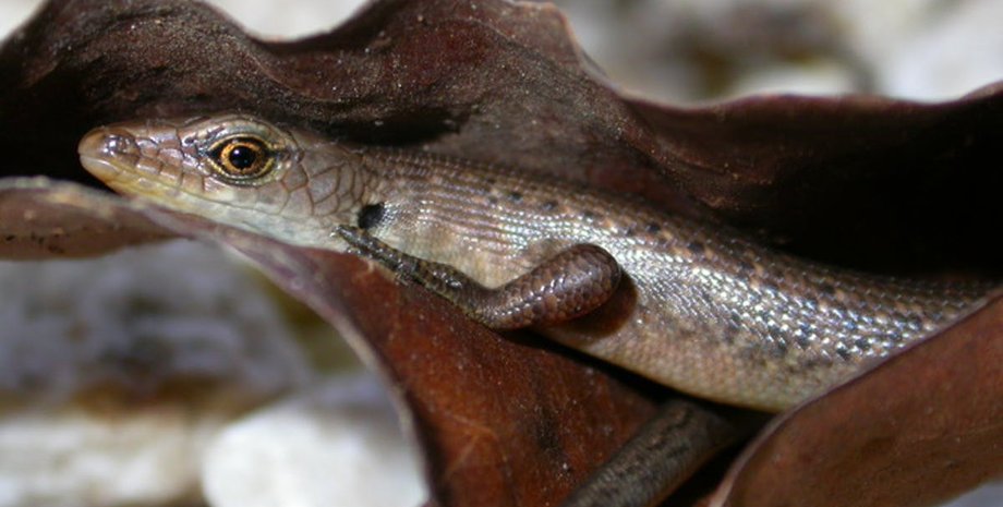 вымерший вид, лесной сцинк