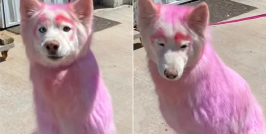Собака з рожевою шерстю, рожевий собака, собака з незвичайною шерстю, безпритульний собака, грумер, доглянутий собака, безпритульний собака, знайшли собаку,