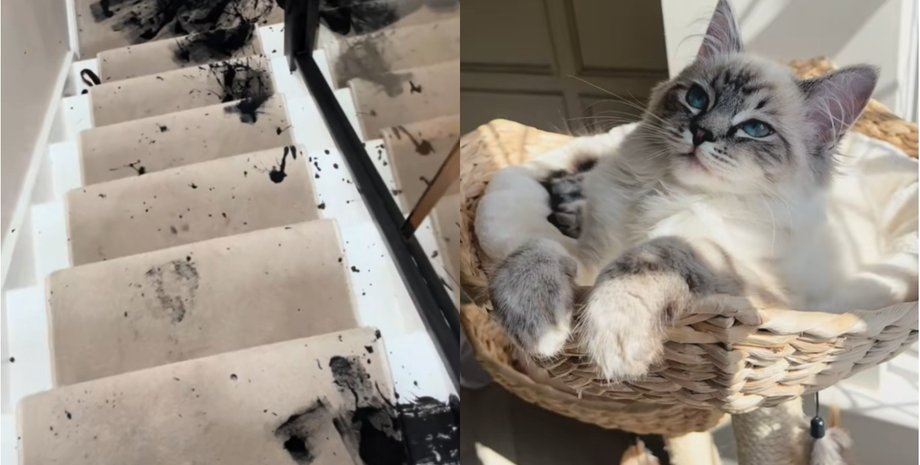 Кішка перевернула фарбу, кішка, кішка бігає по будинку, ремонт у будинку, сильний шум, кішка влаштувала погром, TikTok, домашні тварини,